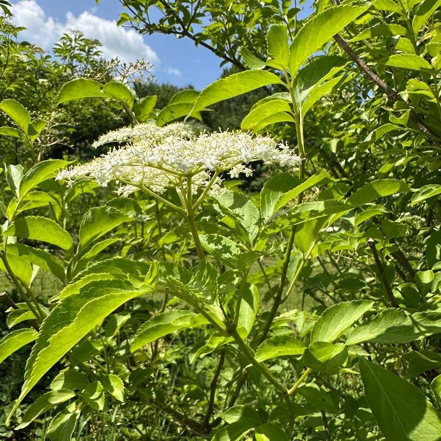 elder-1