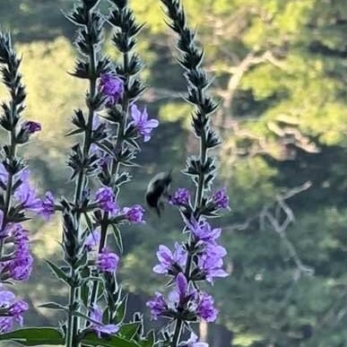 loosestrife