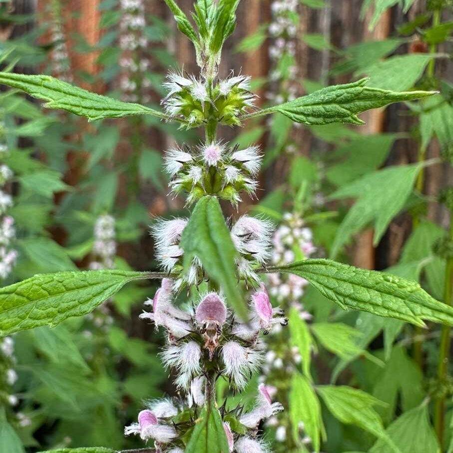 motherwort
